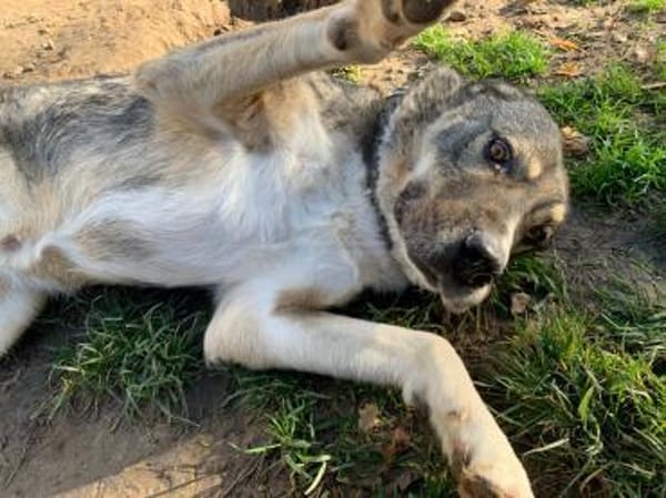 GIGAS - loyaler, souveräner Rüde