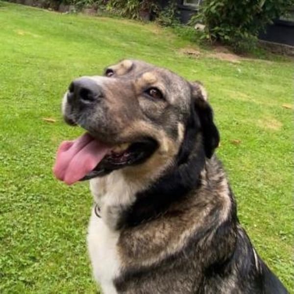 GIGAS - loyaler, souveräner Rüde