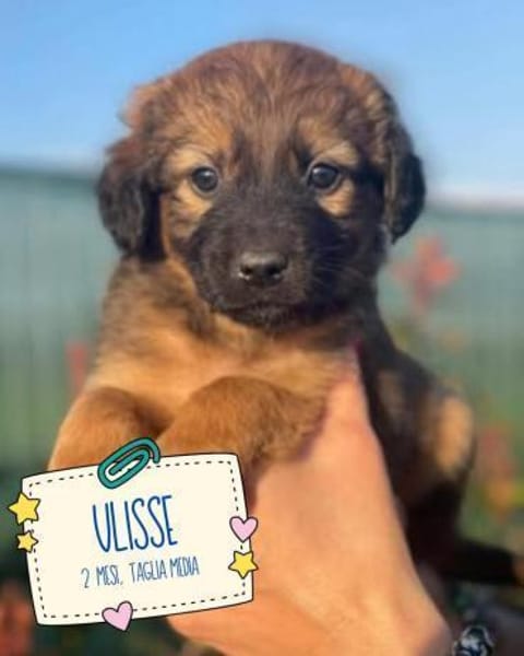 Ulisse, Zucker pur 🥰