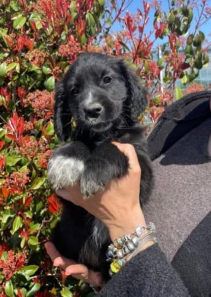 hübscher,  lieber 🥰 Zeus 🥰