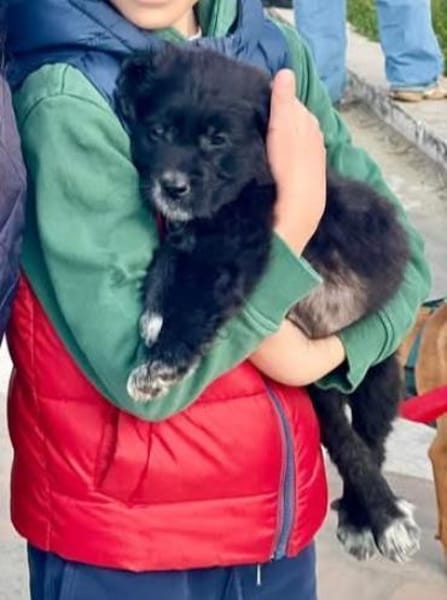 hübscher,  lieber 🥰 Zeus 🥰