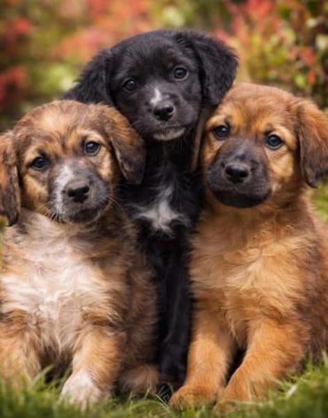 hübscher,  lieber 🥰 Zeus 🥰