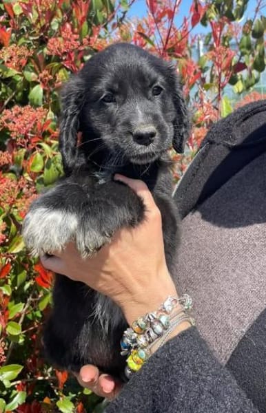 hübscher,  lieber 🥰 Zeus 🥰