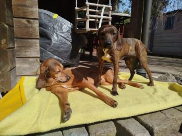 Favola 💖 freundl. Junghündin auf PS inD