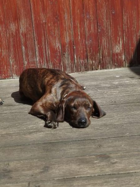 Favola 💖 freundl. Junghündin auf PS inD