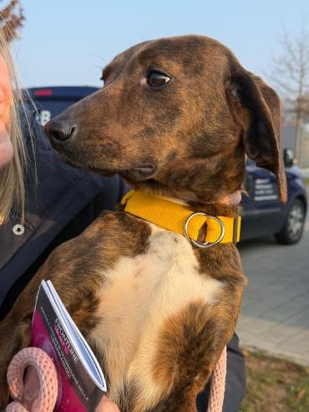 Favola 💖 freundl. Junghündin auf PS inD