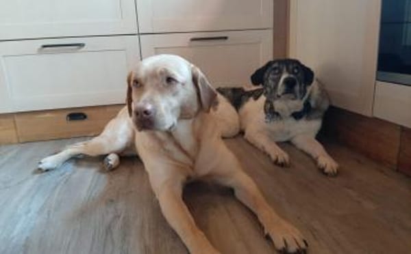 Daisy Mae sucht ihr Für-immer-Zuhause
