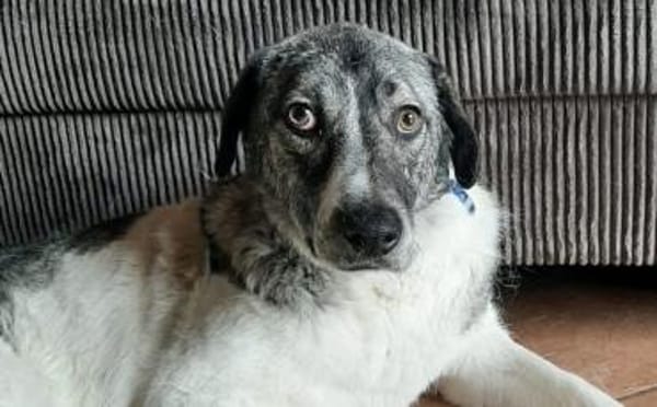 Daisy Mae sucht ihr Für-immer-Zuhause