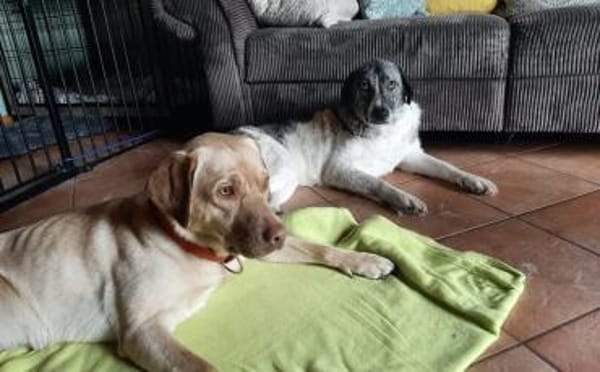 Daisy Mae sucht ihr Für-immer-Zuhause