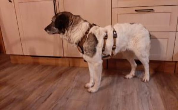 Daisy Mae sucht ihr Für-immer-Zuhause