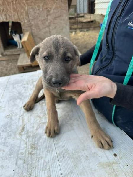 Xerox, süßer geht fast nicht