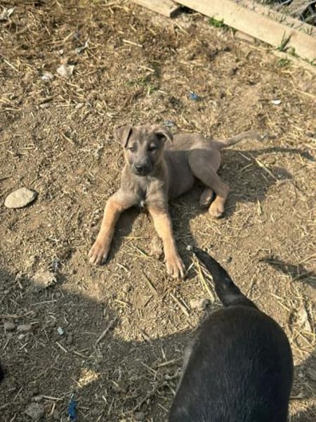 Xerox, süßer geht fast nicht