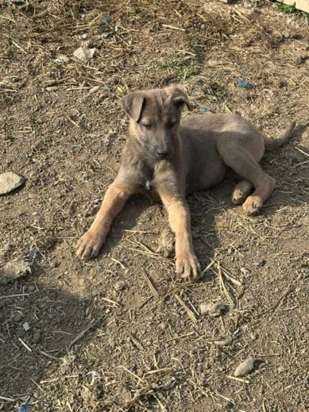 Xerox, süßer geht fast nicht