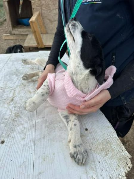 Xia, zuckersüß und liebenswert sucht ...