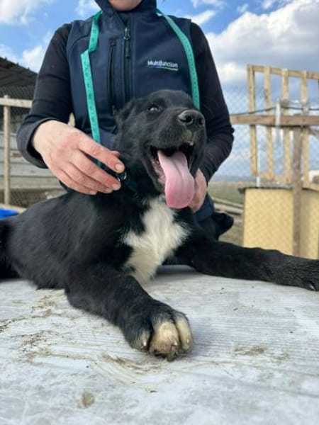 Wolle hübscher Hundebub sucht sein Glück