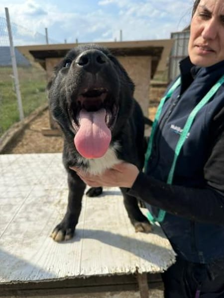 Wolle hübscher Hundebub sucht sein Glück