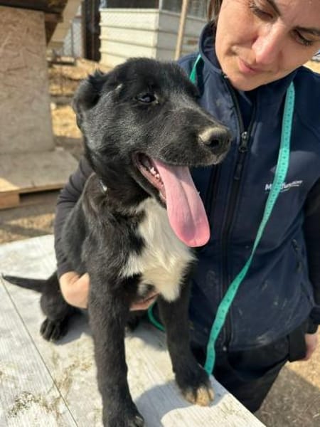 Wolle hübscher Hundebub sucht sein Glück