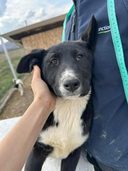 Woopy, suche zuverlässige Menschen