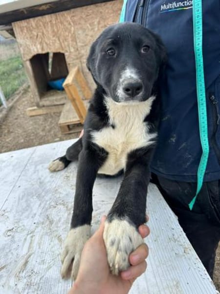 Woopy, suche zuverlässige Menschen