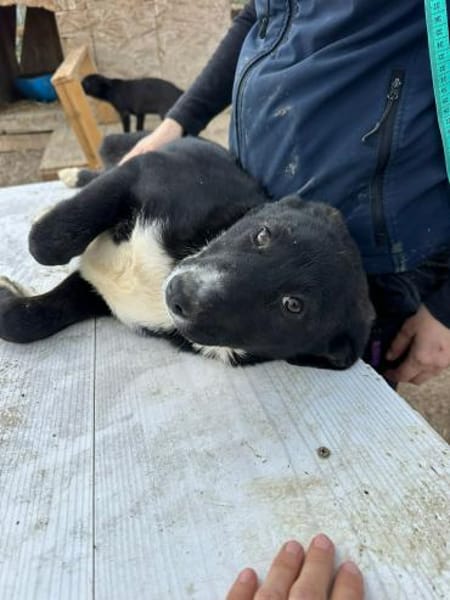 Woopy, suche zuverlässige Menschen