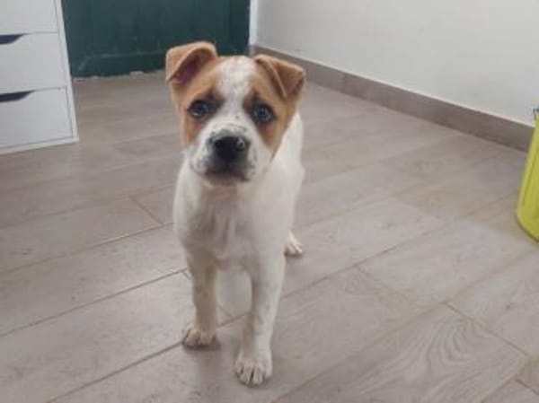 Möchten Sie Augusto ein Zuhause geben?