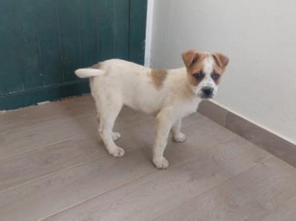 Möchten Sie Augusto ein Zuhause geben?