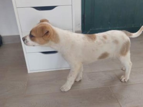 Möchten Sie Augusto ein Zuhause geben?