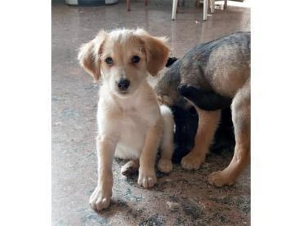 Miele sucht seine Familie