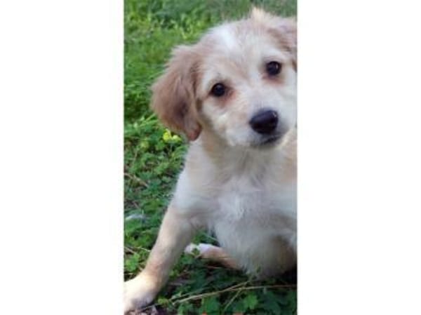 Miele sucht seine Familie