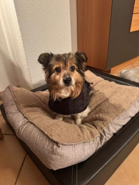 Siri, eine wunderbare Hündin