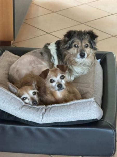 Siri, eine wunderbare Hündin