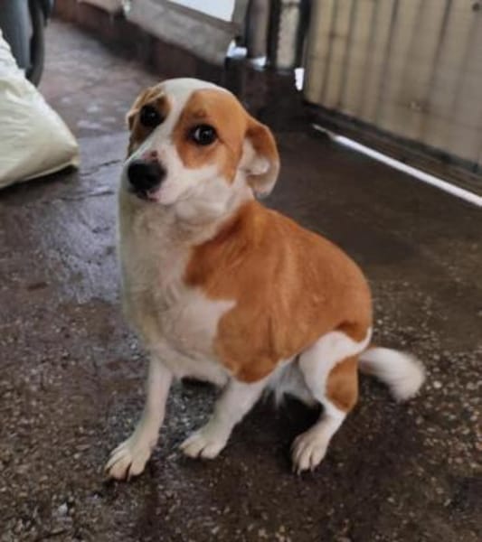 Rana sucht ihre Familie