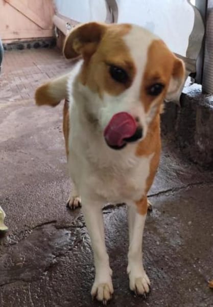 Rana sucht ihre Familie