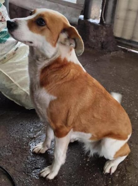 Rana sucht ihre Familie