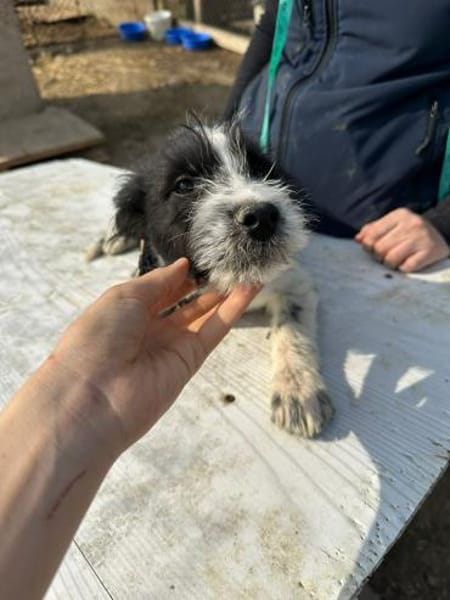 Xoel, hübscher Hundebub sucht Zuhause