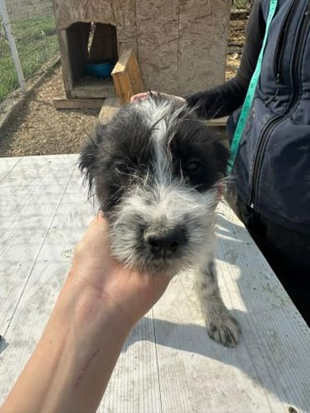 Xoel, hübscher Hundebub sucht Zuhause