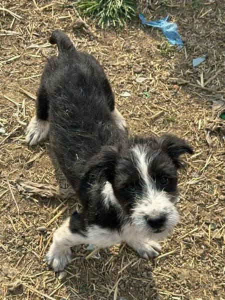 Xoel, hübscher Hundebub sucht Zuhause