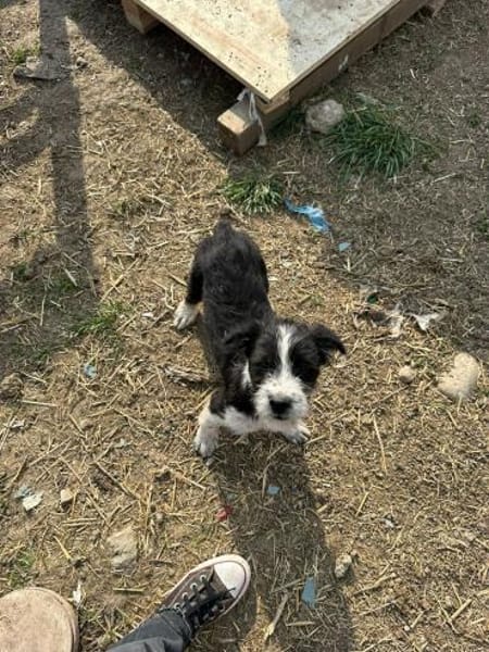 Xoel, hübscher Hundebub sucht Zuhause