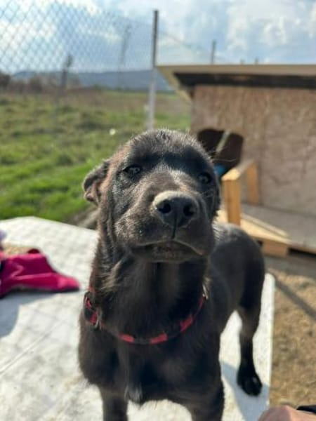 Xaver, klein, schnuckelig sucht Körbchen
