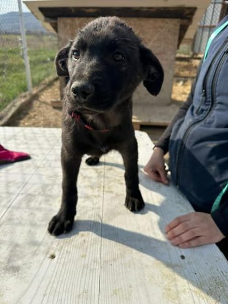 Xaver, klein, schnuckelig sucht Körbchen