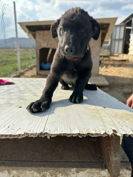 Xaver, klein, schnuckelig sucht Körbchen