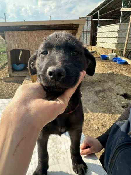 Xaver, klein, schnuckelig sucht Körbchen