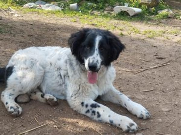 Lino möchte willkommen sein