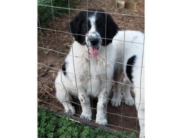 Lino möchte willkommen sein