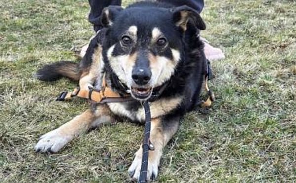 Schüchterne Thuja sucht viel Sicherheit!