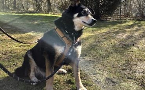 Schüchterne Thuja sucht viel Sicherheit!