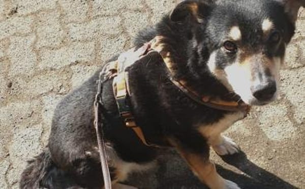 Schüchterne Thuja sucht viel Sicherheit!