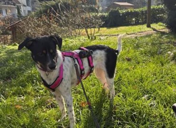 Wirbelwind Smilla sucht ihre Menschen