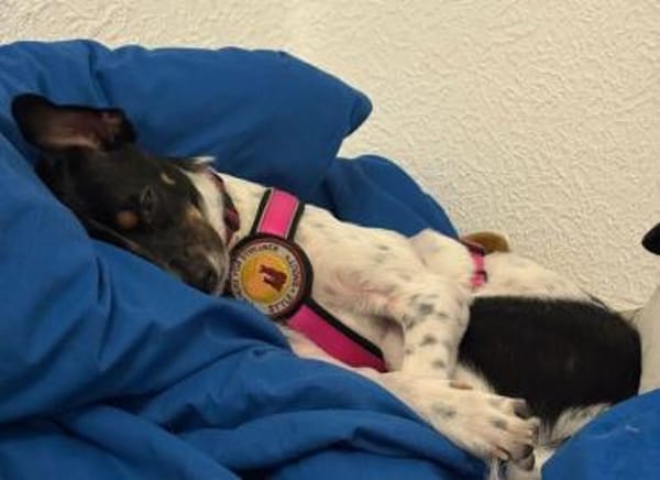 Wirbelwind Smilla sucht ihre Menschen