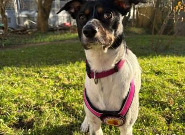 Wirbelwind Smilla sucht ihre Menschen